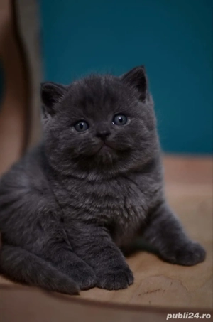 brittish shortair - imagine 3