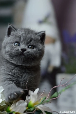 brittish shortair - imagine 5