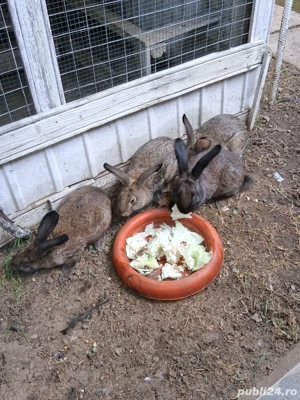 Pui iepuri rasa Belgian 2,5 luni