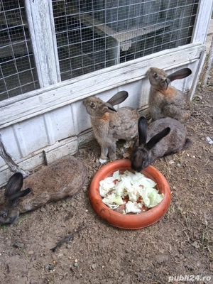 Pui iepuri rasa Belgian 2,5 luni - imagine 3