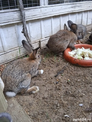 Pui iepuri rasa Belgian 2,5 luni - imagine 2