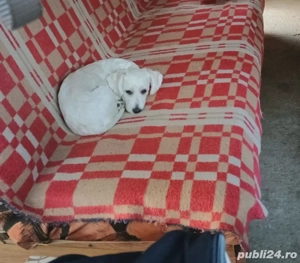 Vând Bichon  - imagine 2