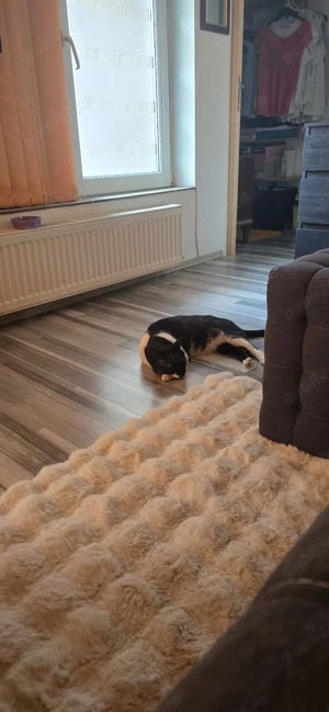  Casă cu suflet și spațiu verde   ideală pentru familie sau retreat urban! - imagine 2