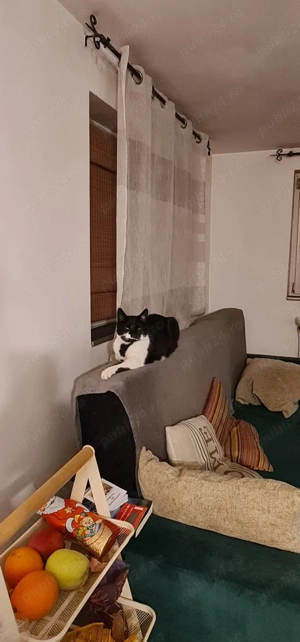  Casă cu suflet și spațiu verde   ideală pentru familie sau retreat urban! - imagine 6