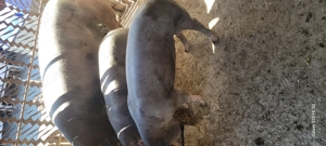 Porci și grasuni rasa pietrean 