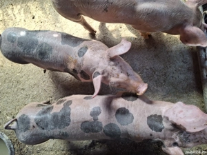 De vânzare  - imagine 4