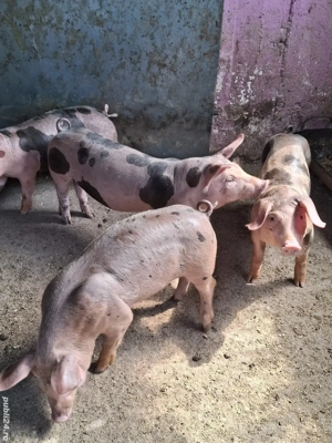 De vânzare  - imagine 2