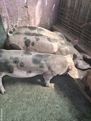 De vânzare  - imagine 3