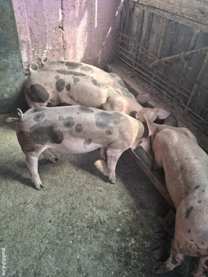 De vânzare  - imagine 5