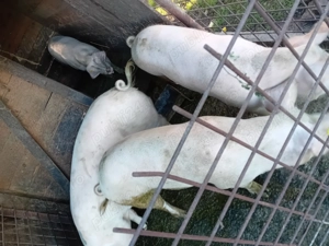 De vanzare porci - imagine 3