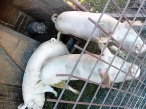 De vanzare porci