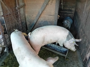 De vanzare porci - imagine 4