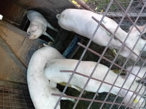 De vanzare porci - imagine 5