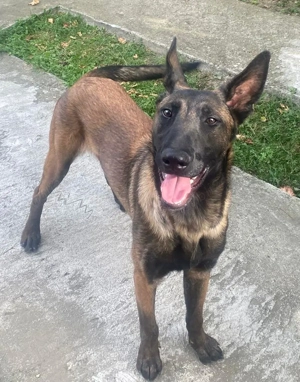 vind animal de companie - imagine 2 vind animal de companie - imagine 2