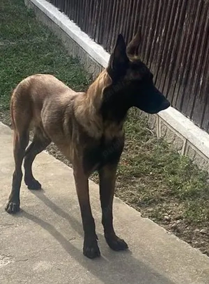 vind animal de companie - imagine 3 vind animal de companie - imagine 3