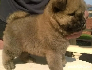 Chow chow  - imagine 2