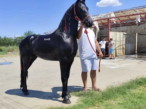 MÂNZ frizian de vanzare