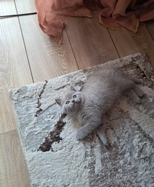 Motan British Shorthair - imagine 3