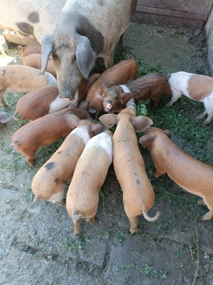 Vând purceii foarte mâncăcioși!!