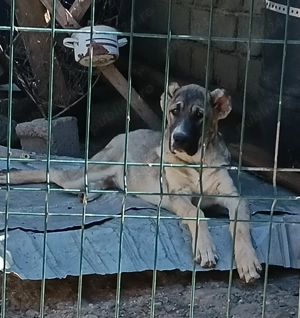 Femelă de Asia Centrală  - imagine 3