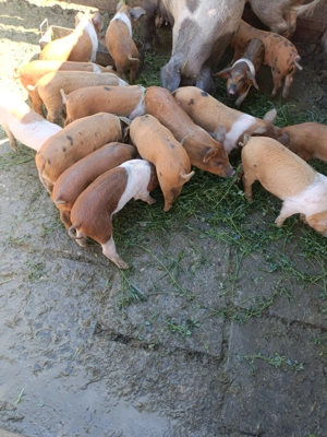 Vând purceii foarte mâncăcioși!! - imagine 2