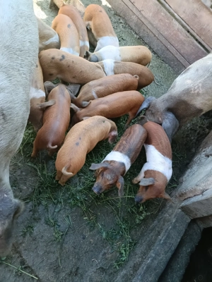 Vând purceii foarte mâncăcioși!! - imagine 5