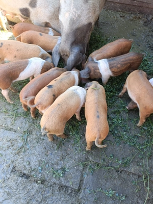 Vând purceii pentru mai multe detalii la telefon!!