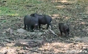 Super oferta scroafa+3purcei de 2 luni toti la 1000lei Rasa pura - imagine 2