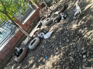 Vând Rațe mute si ungurești 