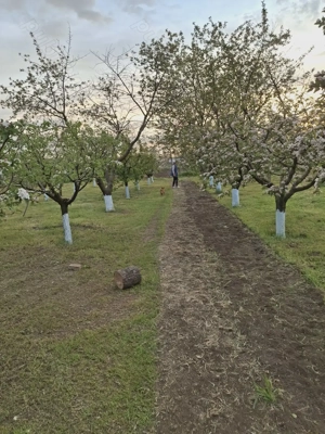 Vând casa oras Ianca. Braila - imagine 6