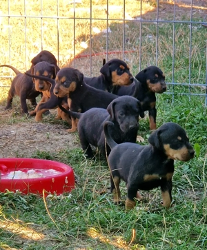 Vand catei de vanatoare  - imagine 3