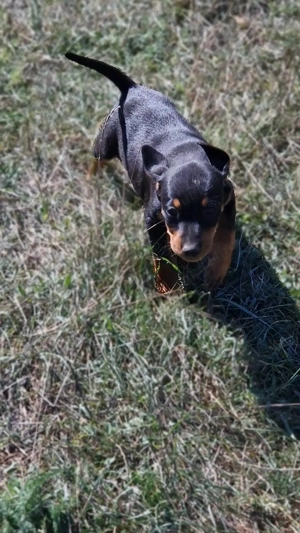 Vand catei de vanatoare  - imagine 4