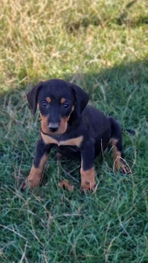 Vand catei de vanatoare  - imagine 5