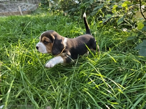 Puiuți beagle tricolor - imagine 2 Puiuți beagle tricolor - imagine 2