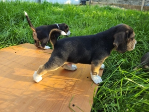 Puiuți beagle tricolor - imagine 3 Puiuți beagle tricolor - imagine 3