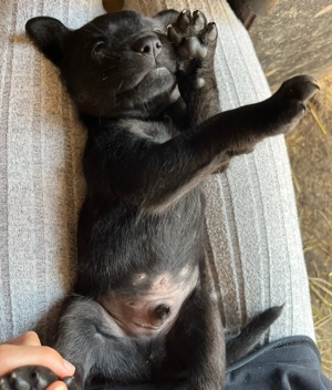 Donez cățeluși - imagine 3