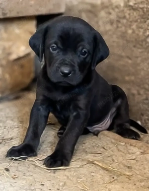 Cățeluși spre adopție 