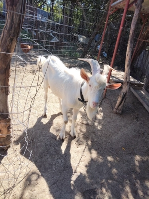 Animale de vînzare sau schimb cu diverse - imagine 2