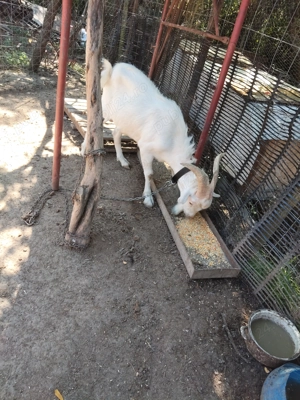 Animale de vînzare sau schimb cu diverse