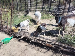 Animale de vînzare sau schimb cu diverse - imagine 3