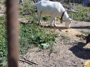 Animale de vînzare sau schimb cu diverse - imagine 4