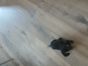 Vând pui tekel - imagine 4 Vând pui tekel - imagine 4