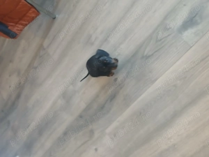 Vând pui tekel - imagine 3 Vând pui tekel - imagine 3