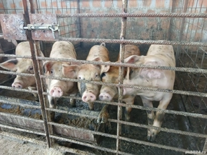 Grasuni metis Duroc-Pietrain 