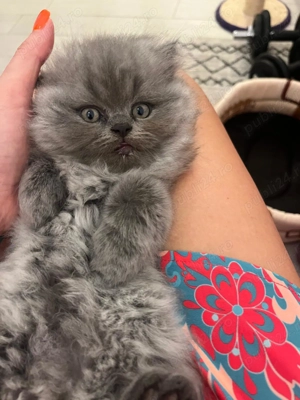 Pisoiași persani chinchilla - imagine 3