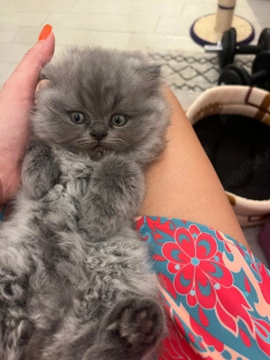 Pisoiași persani chinchilla - imagine 2