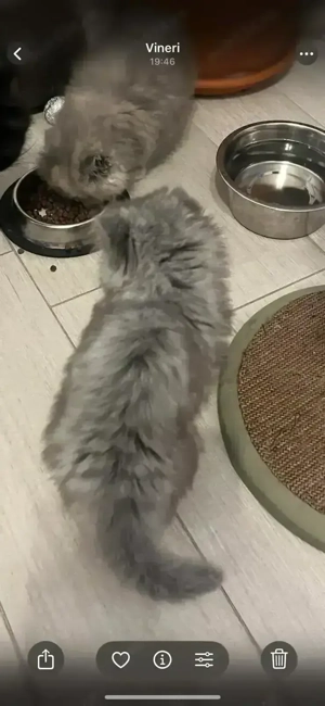 Pisoiași persani chinchilla