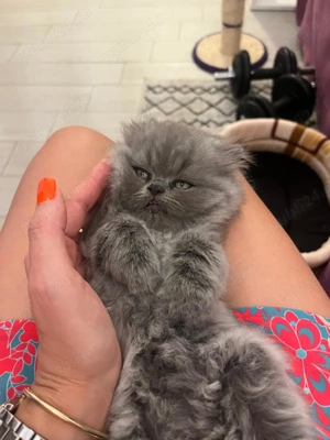 Pisoiași persani chinchilla - imagine 5