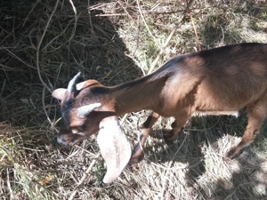 vand iezi anglo-nubieni de 5 luni