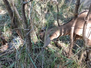 vand iezi anglo-nubieni de 5 luni - imagine 3